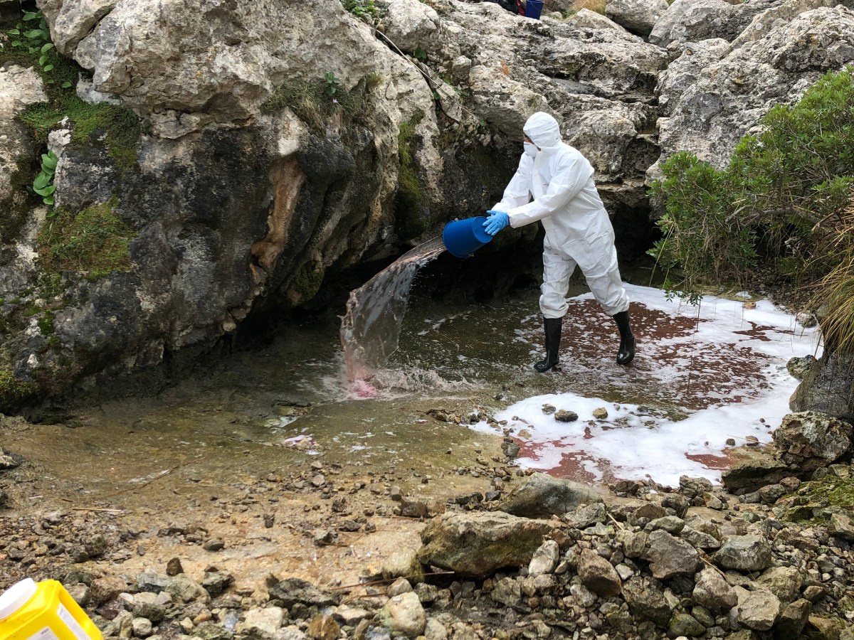 Desinfección de lugares de reproducción de sapo partero balear en&nbsp;Mallorca