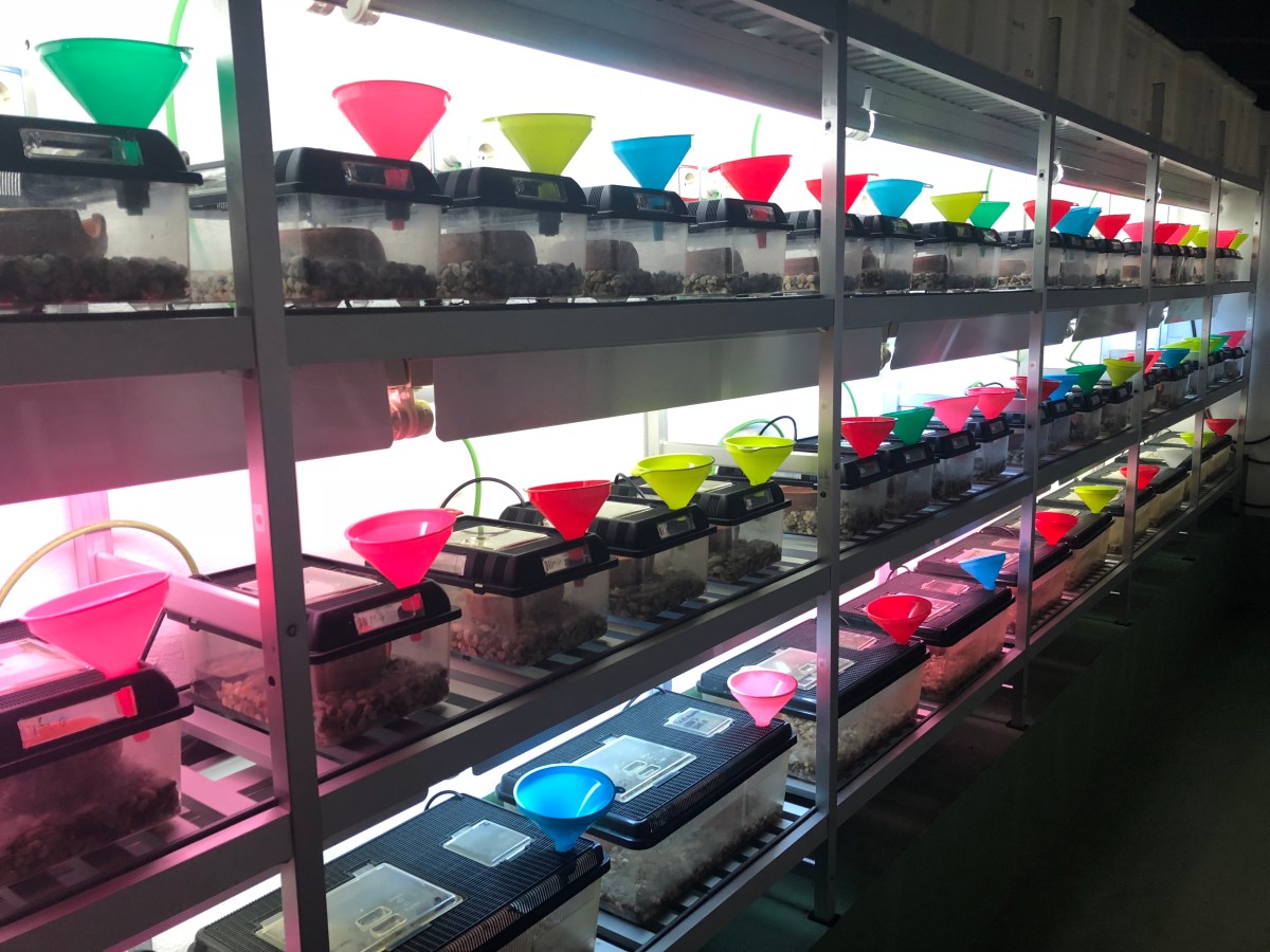 Cría en cautividad en el Parque Nacional Sierra de&nbsp;Guadarrama