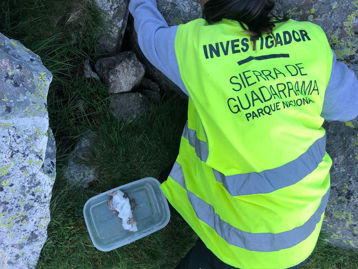 Reintrodución de especies en el Parque Nacional Sierra de&nbsp;Guadarrama