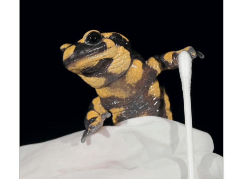 Plan de Acción europeo contra&nbsp;Bsal