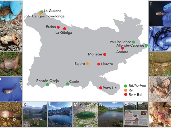 Drásticos declives poblacionales en el Parque Nacional de Picos de&nbsp;Europa