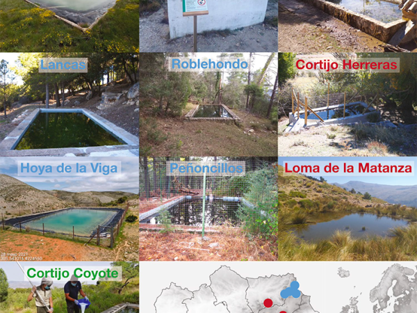 Nuevo método de erradicación del hongo quitridio en el medio&nbsp;natural