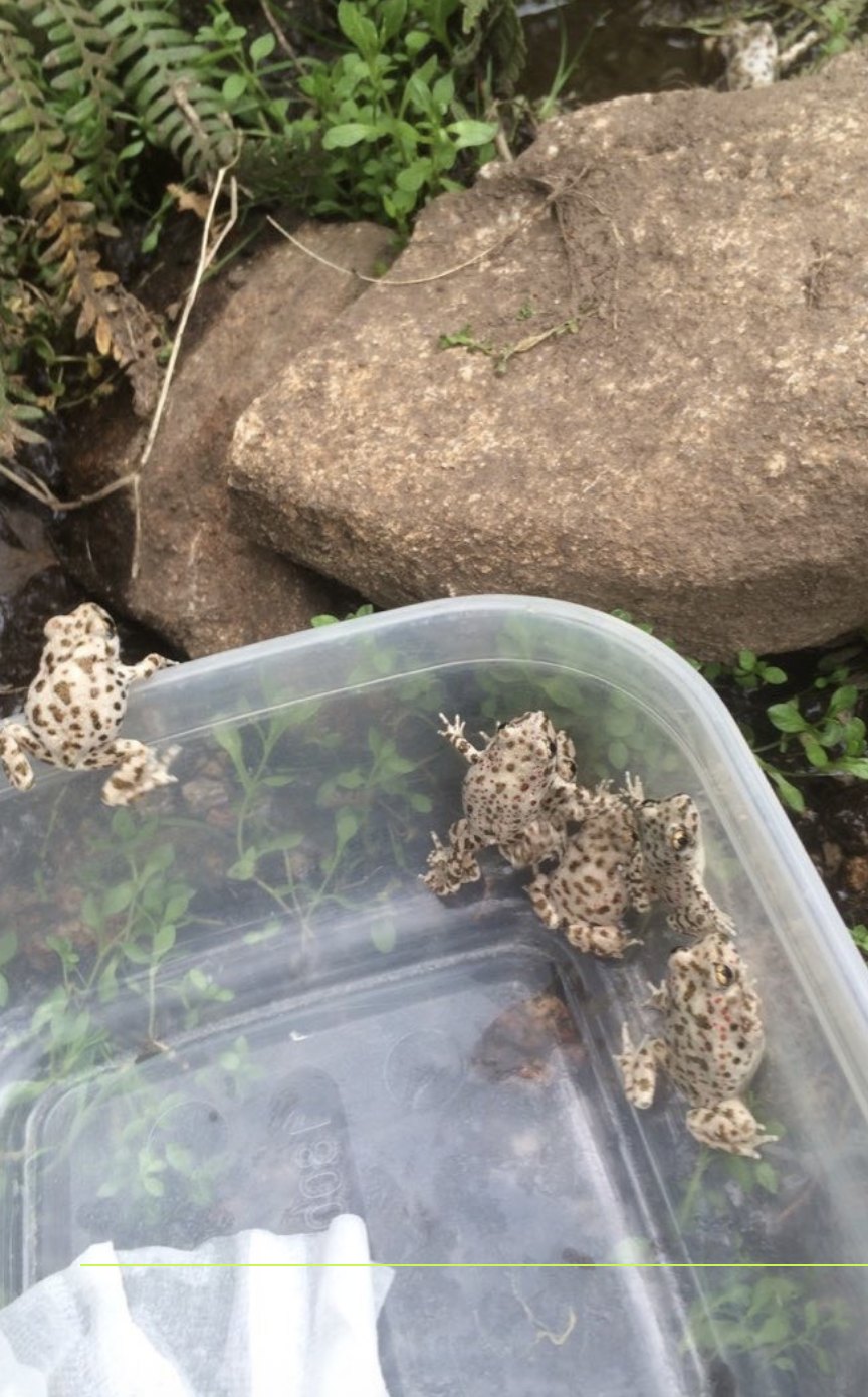 Programa de cría y reintroducción de anfibios